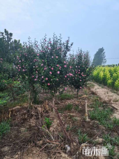 高度100厘米木槿