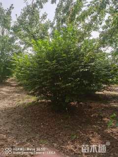 高度130厘米火焰卫矛