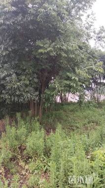 60公分(5杆)丛生无患子