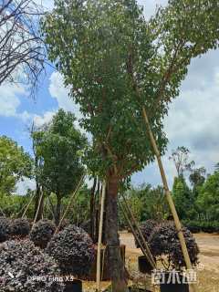 15公分香樟