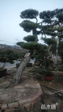 高度1200厘米黑松