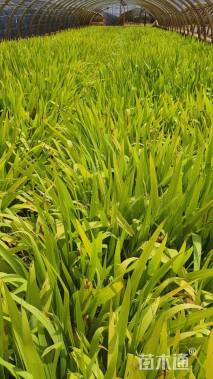 高度30厘米蓝花鸢尾