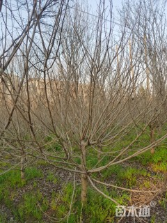 高度200厘米海滨木槿