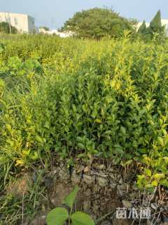 高度30厘米大叶黄杨