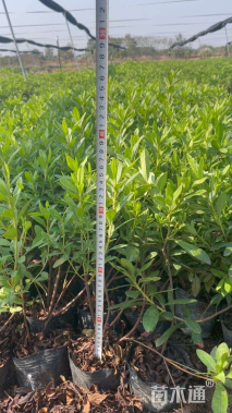 高度35厘米毛鹃小苗