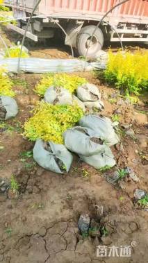 高度60厘米金叶榆小苗