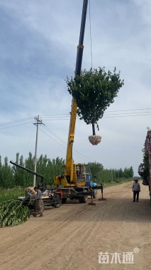 11公分日本晚樱