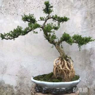 高度80厘米雀舌黄杨