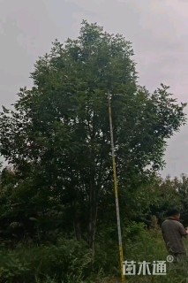 高度500厘米丛生白蜡