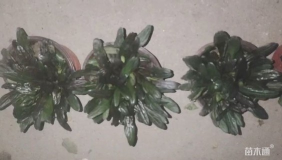 高度8厘米筋骨草