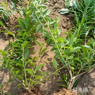 高度80厘米连翘