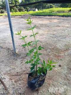 高度30厘米迎春花
