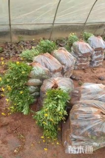 高度20厘米木春菊