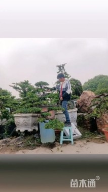 专业台湾金钻盆景。