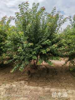 高度400厘米丛生五角枫