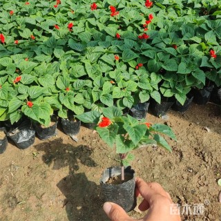 高度16厘米一串红