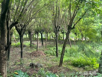 30公分蓝花楹