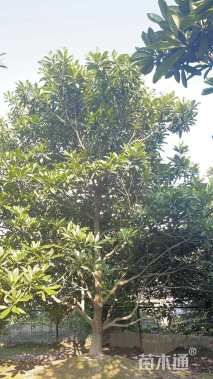 14公分枇杷