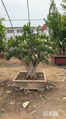 高度300厘米石榴
