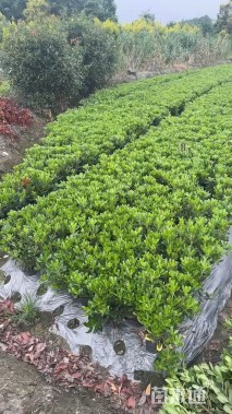 高度30厘米海桐