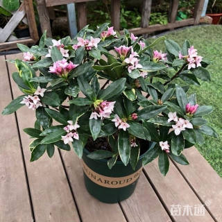 高度15厘米金边瑞香花