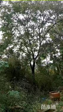 40公分朴树