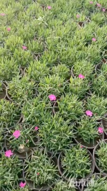 高度20厘米姬小菊