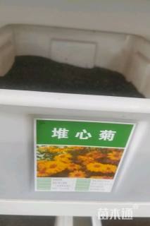 堆心菊种子