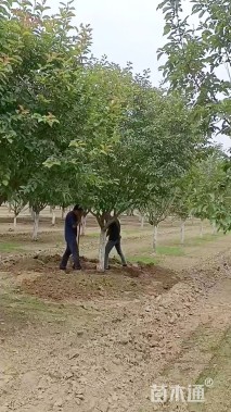 15公分绚丽海棠