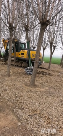 15公分金叶复叶槭