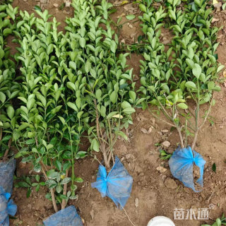 高度30厘米大叶黄杨