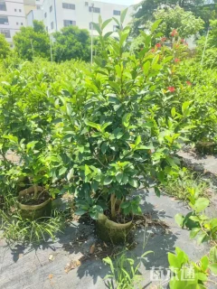 高度150厘米含笑