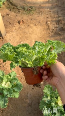 高度20厘米羽衣甘蓝
