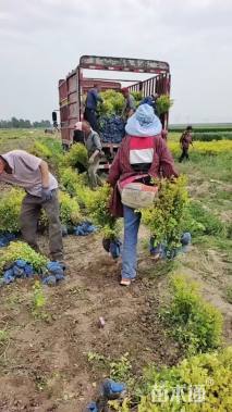 高度30厘米金叶女贞