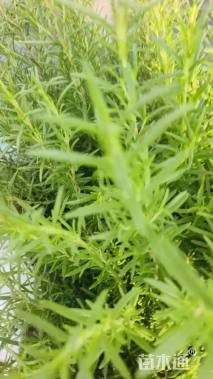 高度30厘米迷迭香