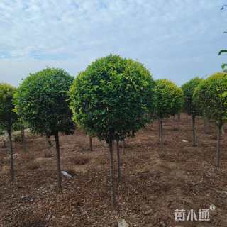 冠幅60厘米金叶榆球