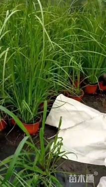 高度50厘米矮蒲苇