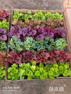 高度18厘米矾根基地自产自销