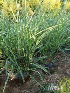 高度35厘米斑叶芒