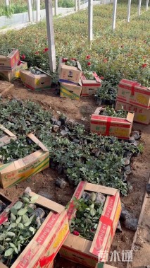 高度35厘米卡罗拉月季
