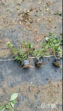 冠幅20厘米五色梅