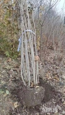 高度120厘米丛生紫荆