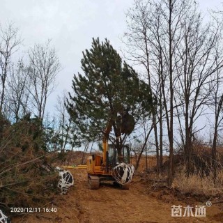 高度500厘米油松