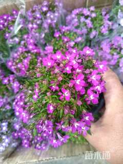 高度30厘米半边莲