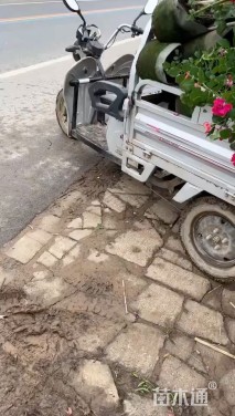 130厘米藤本月季