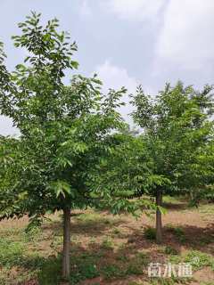 10公分樱花