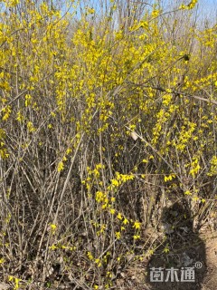 高度150厘米连翘