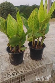 高度70厘米花叶美人蕉
