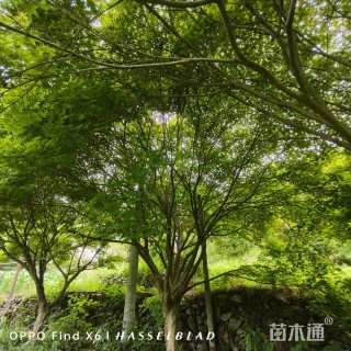 10公分鸡爪槭