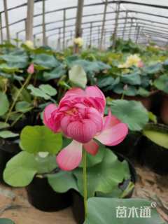 高度40厘米荷花